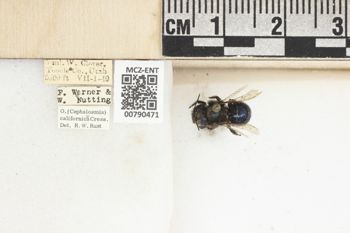 Media type: image;   Entomology 790471 Aspect: Labels